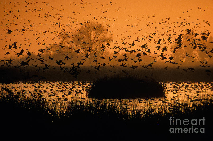 Waterfowl Flying Over Pond Photograph by Ron Sanford
