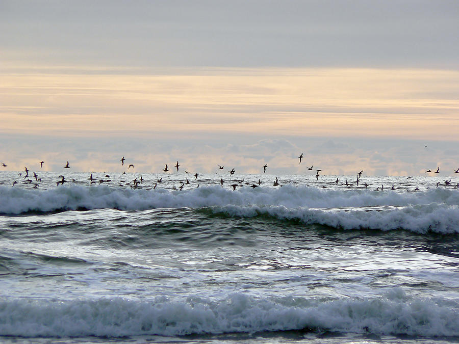 Waterfowl Migration - Pacific Ocean Photograph by Pamela Patch