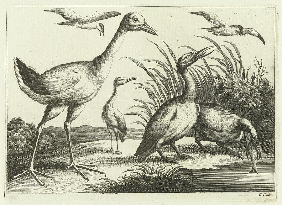 Francis Barlow Drawing - Waterfowl, Print Maker Pieter Van Lisebetten by Pieter Van Lisebetten And Wenceslaus Hollar And Francis Barlow