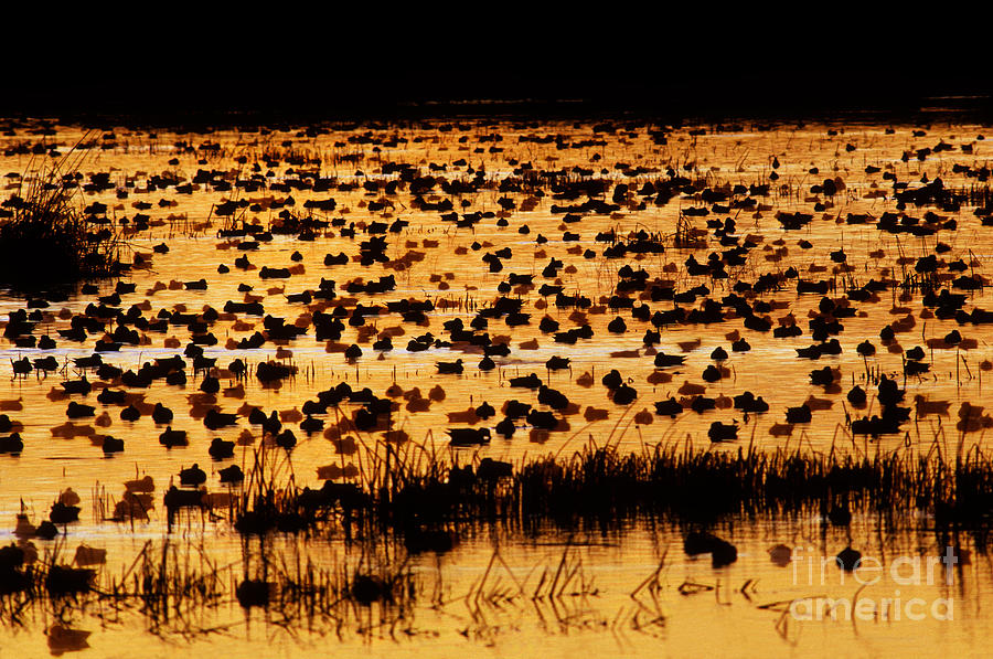 Waterfowl Resting Pond At Sunset Photograph by Ron Sanford