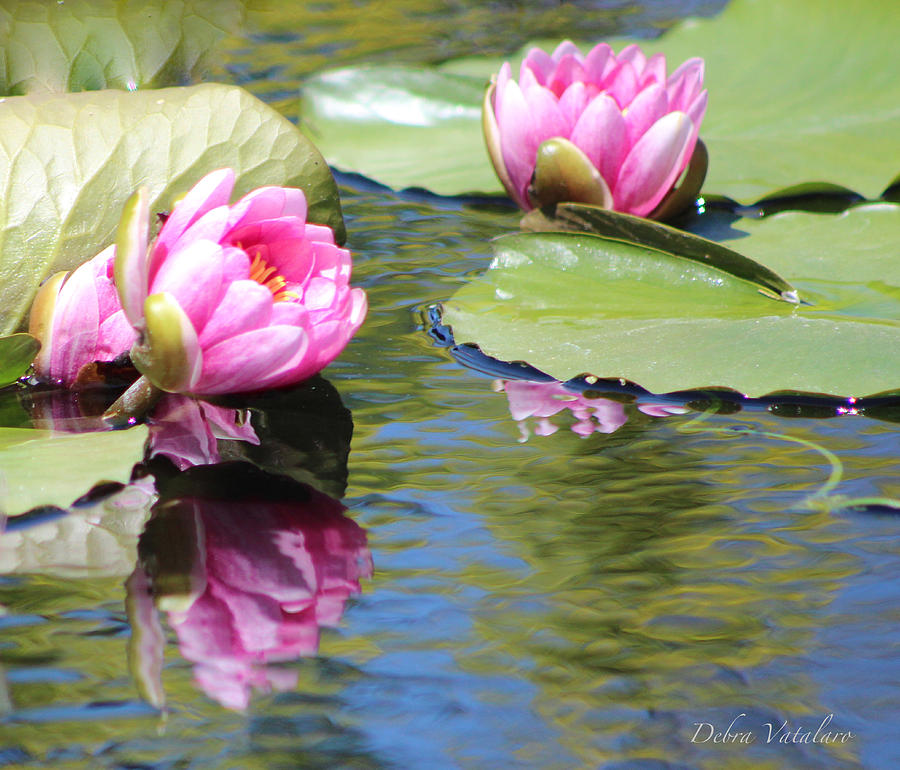 Watergarden Lotus Photograph by Debra     Vatalaro
