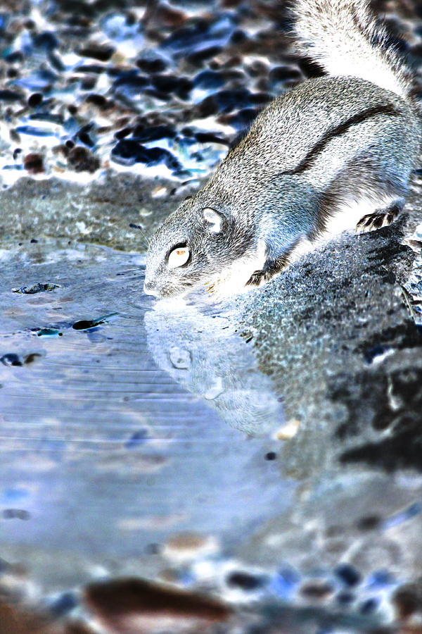 Squirrel Photograph - Waterhole Negative by Dfiant Dsign