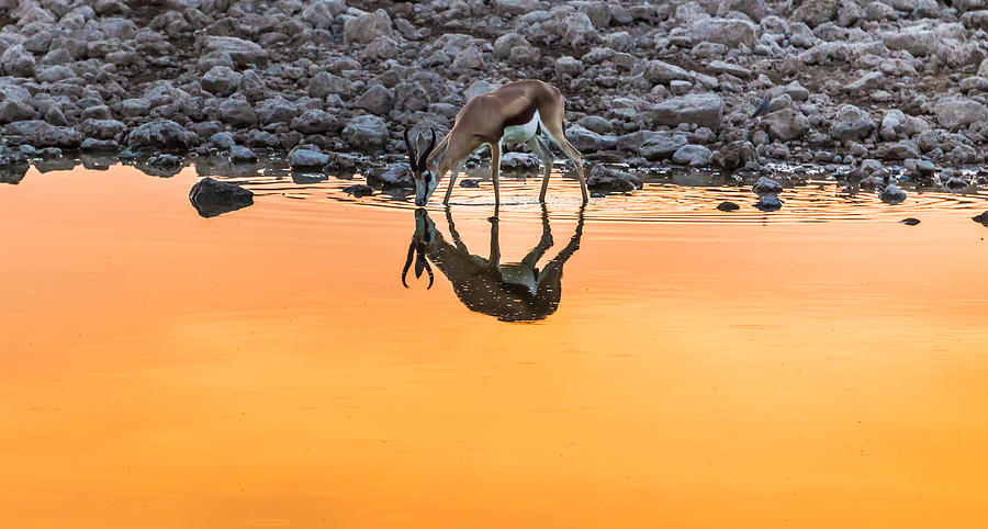 Waterhole Sunset - Springbok Antelope Photograph Photograph by Duane Miller