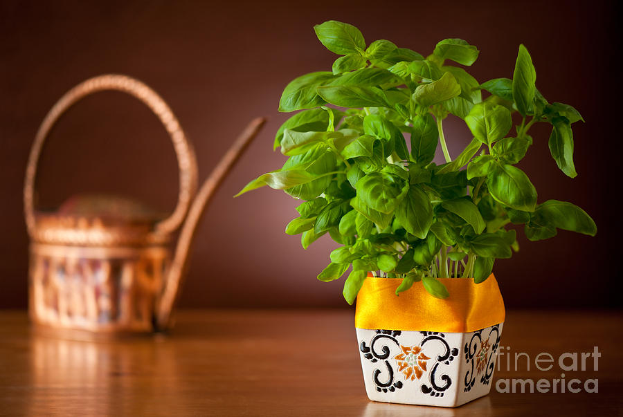 Ocimum basil plant in decorative flowerpot  Photograph by Arletta Cwalina
