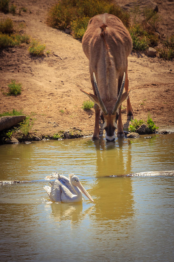 Watering Hole Photograph by Matthew Onheiber