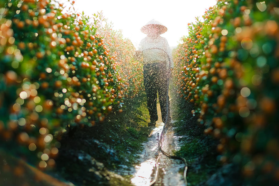 Watering Kumquat trees for Lunar New Year, Vietnam Photograph by 117 Imagery