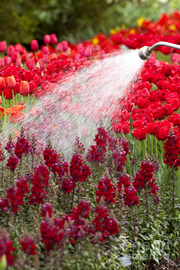 Watering the Garden Photograph by Anthony Totah