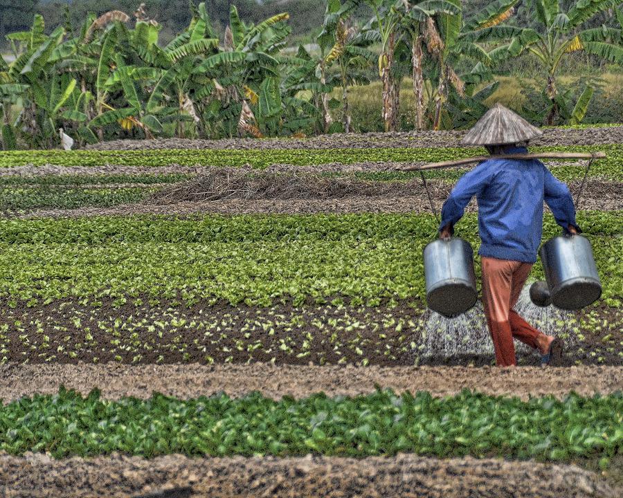 Vietnam Photograph - Watering the garden by Helen Worley