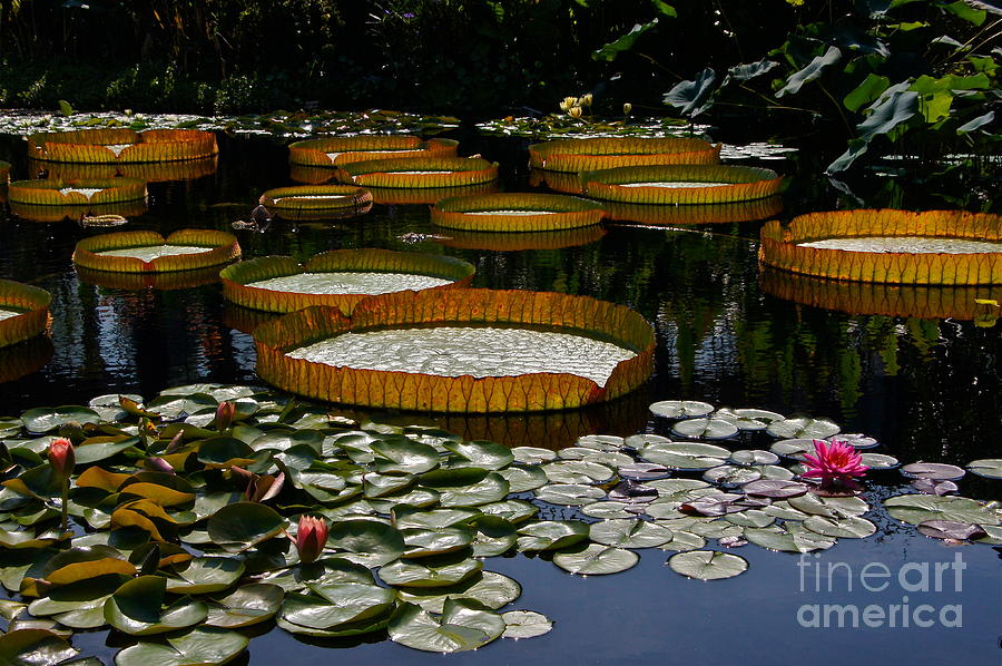 Waterlilies All Photograph by Byron Varvarigos