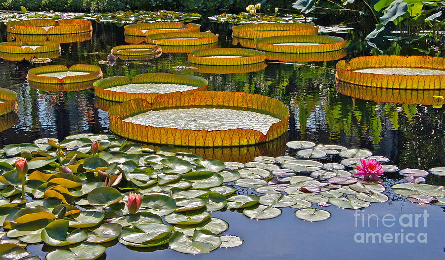 Waterlilies All -- version 2 Photograph by Byron Varvarigos