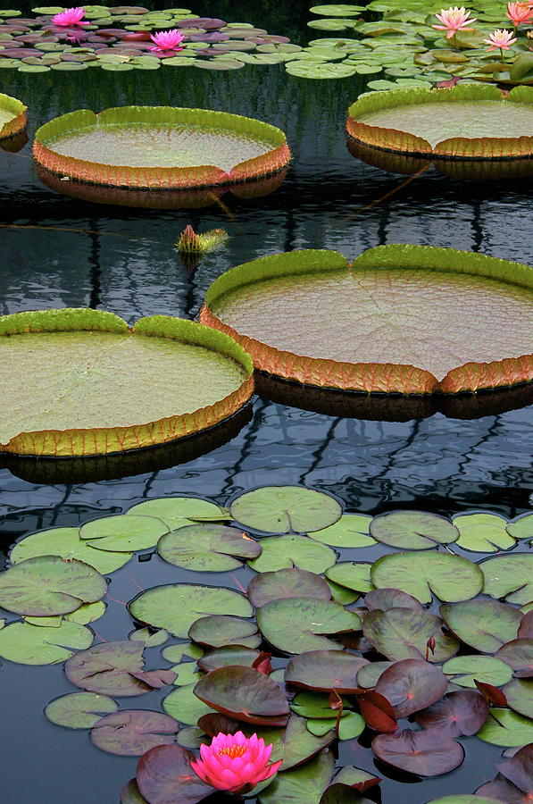Aquatic Plants Photograph - Waterlilies and Platters 2 by Byron Varvarigos