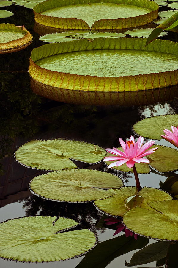 Waterlilies And Platters Vertical Romance Photograph by Byron Varvarigos