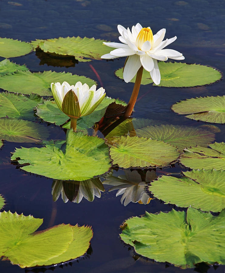 Waterlilies at Como Zoo Photograph by Theo OConnor
