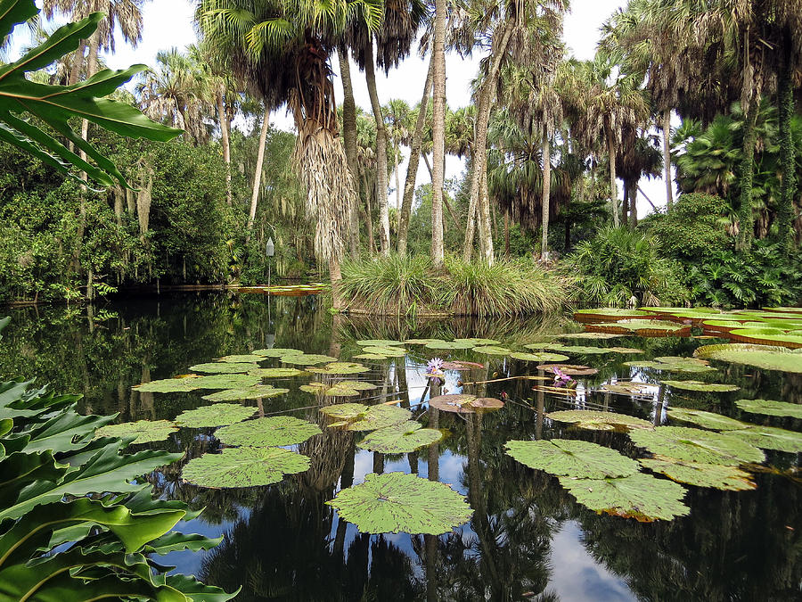 Waterlilies garden Photograph by Zina Stromberg - Fine Art America