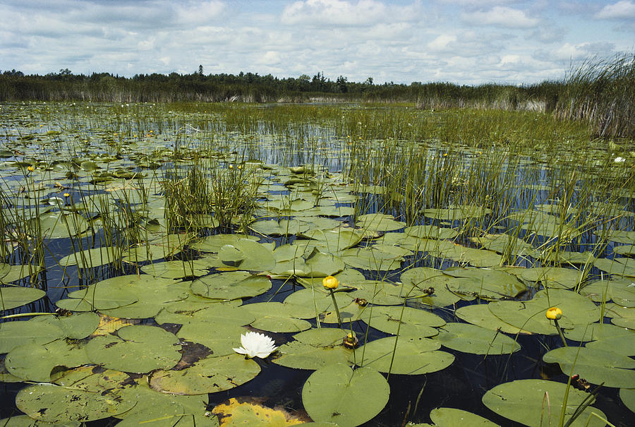 Waterlilies In A Marsh Photograph by John Mitchell - Fine Art America