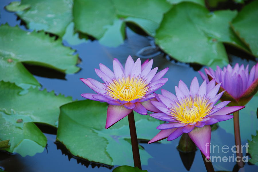 Waterlilies In A Pond Photograph