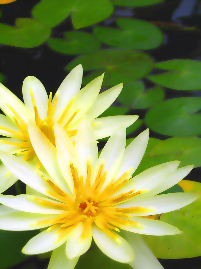 Lily Photograph - Waterlilies in pond by Amber Nissen