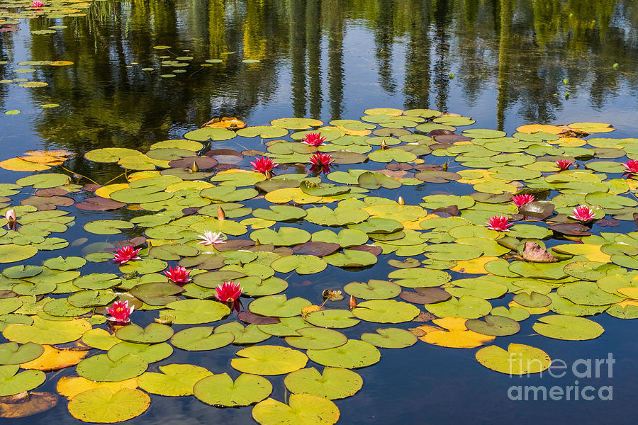 Waterlilies in pond Photograph by Patricia Hofmeester