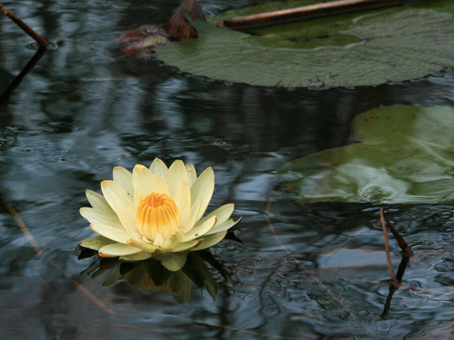 Waterlilly 1 Photograph by Karen Zuk Rosenblatt