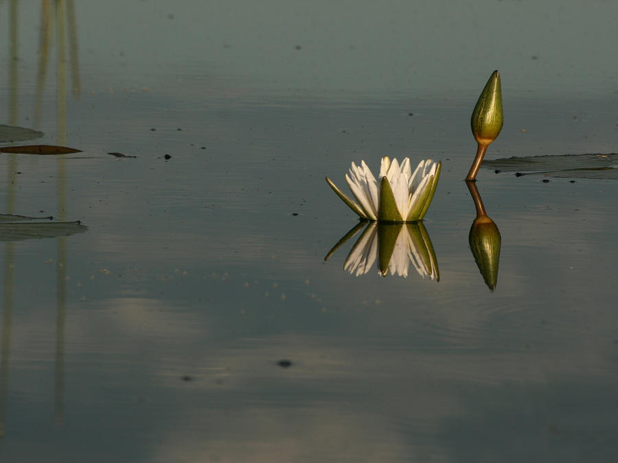 Waterlilly 4 Photograph by Karen Zuk Rosenblatt