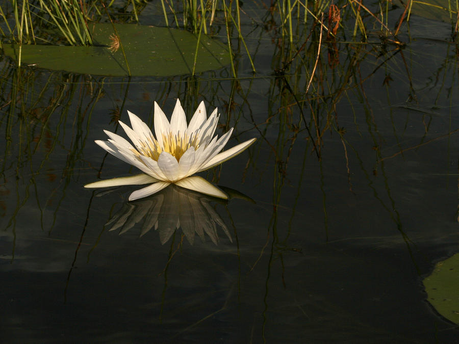 Waterlilly 5 Photograph by Karen Zuk Rosenblatt