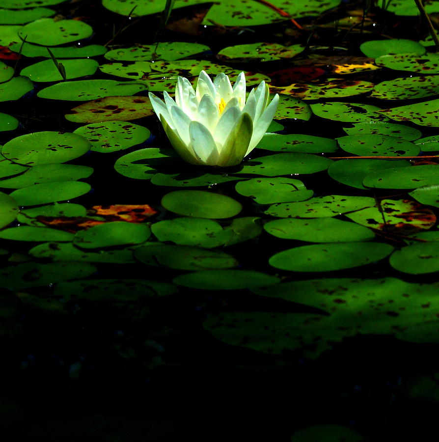 Water Lily Photograph by Paul Wilford