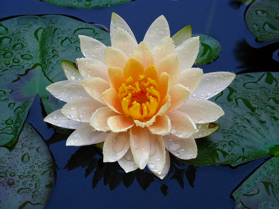 Waterlily After a Shower Photograph by Raymond Salani III