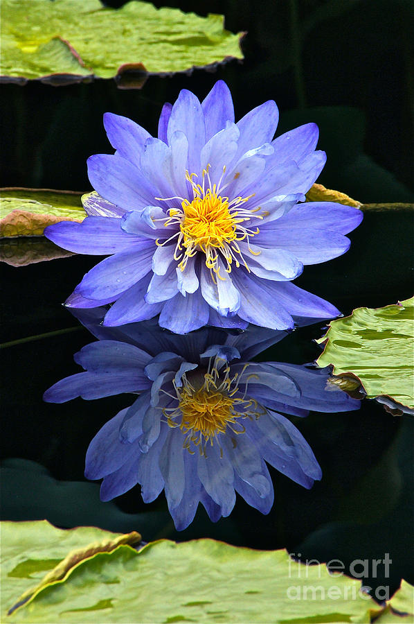 Waterlily And Reflection Photograph by Byron Varvarigos