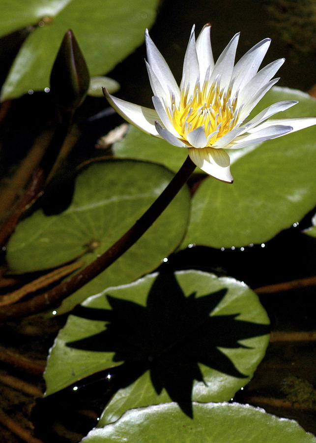 White Water lily Shadow  Photograph by Lehua Pekelo-Stearns