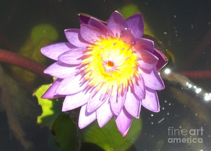 Waterlily Photograph by Barbie Corbett-Newmin