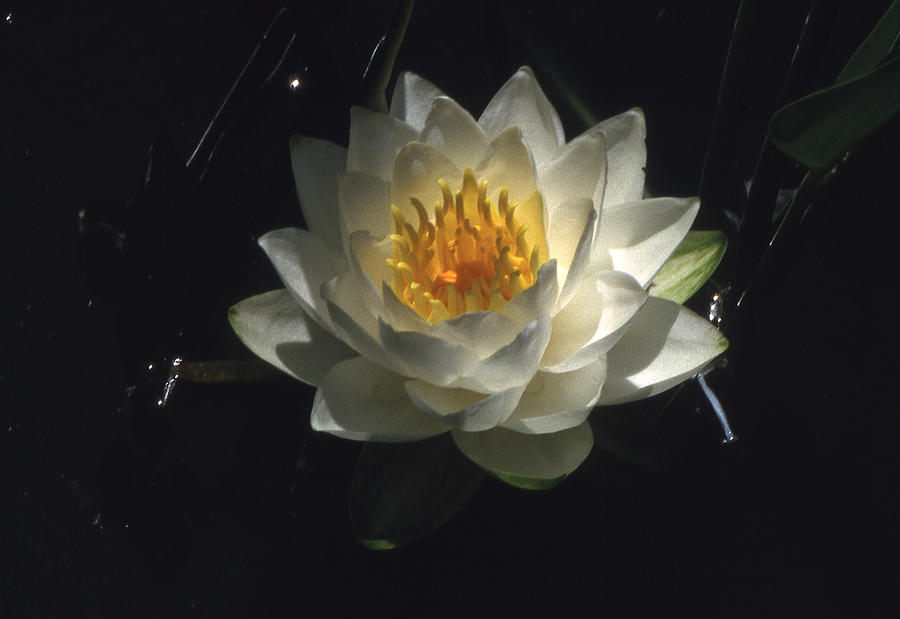 Waterlily By Night Photograph by Richard Thomas - Fine Art America