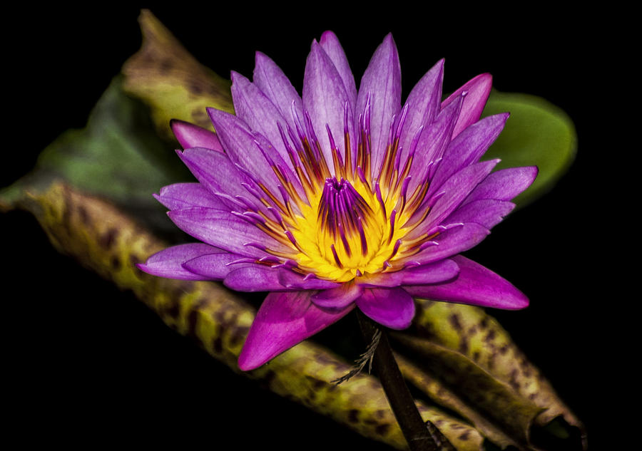 Lily Photograph - Waterlily by Carolyn Marshall