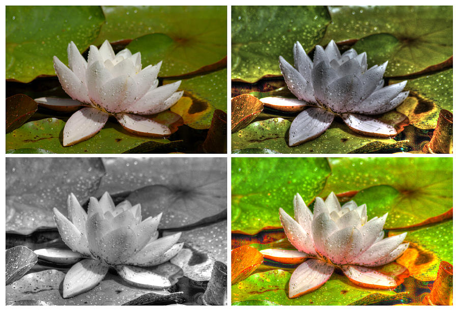 Waterlily Collage 2 Photograph by Dimitry Papkov
