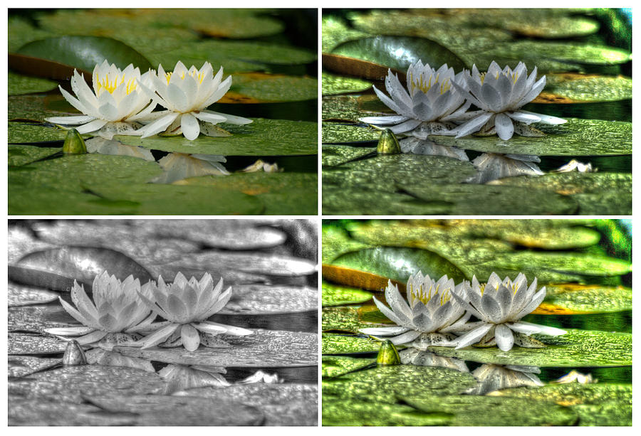 Waterlily Collage 3 Photograph by Dimitry Papkov
