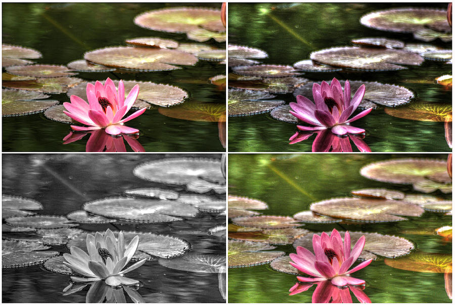 Waterlily collage Photograph by Dimitry Papkov