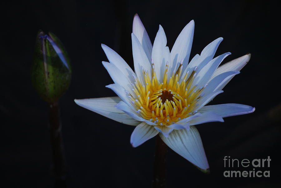Waterlily Dawn Number One Photograph by Heather Kirk