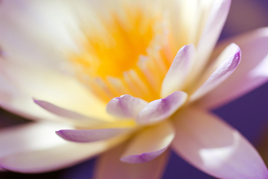 Abstract Photograph - Waterlily Dreams 11 by Priya Ghose