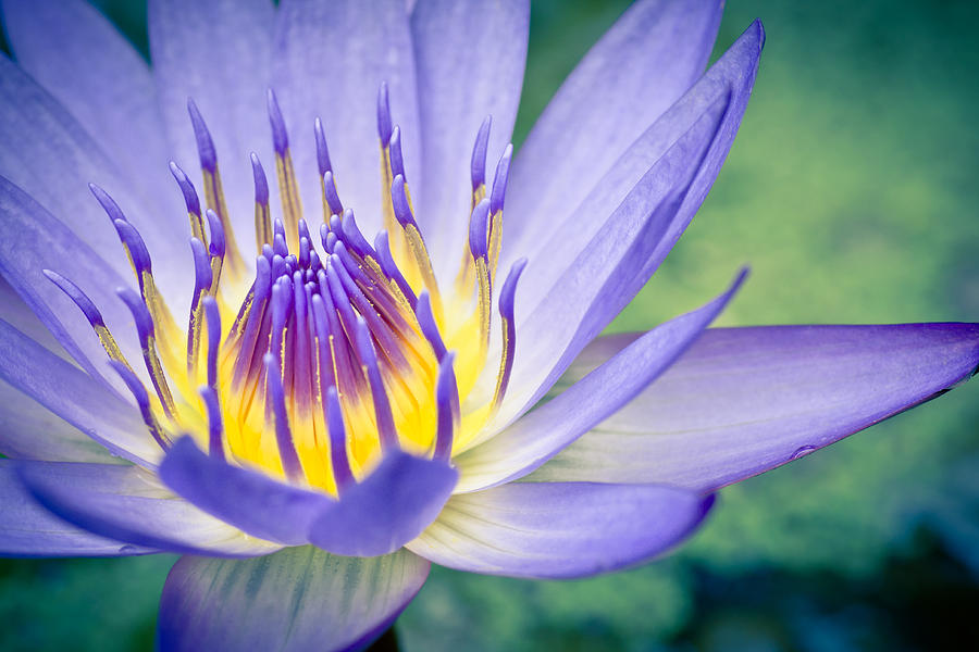 Abstract Photograph - Waterlily Dreams 12 by Priya Ghose