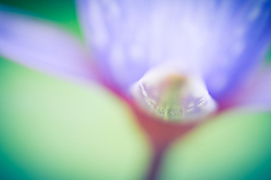 Abstract Photograph - Waterlily Dreams 2 by Priya Ghose