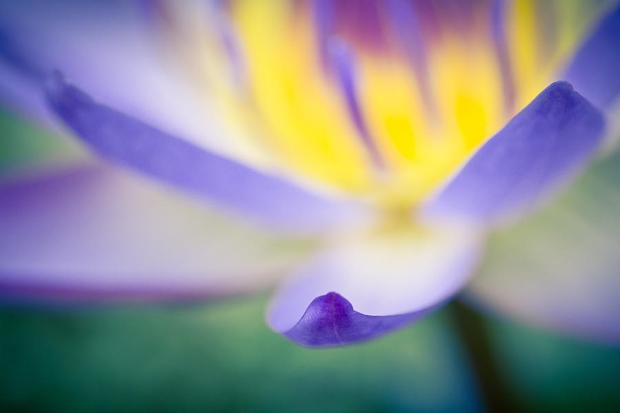 Abstract Photograph - Waterlily Dreams 6 by Priya Ghose