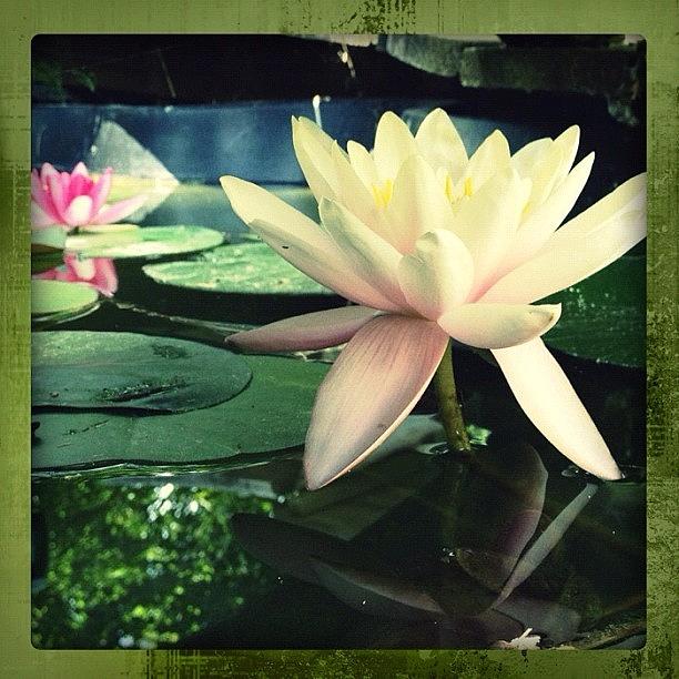 Flowers Still Life Photograph - #water_lily #flower #filtermania2 by Jan Pan