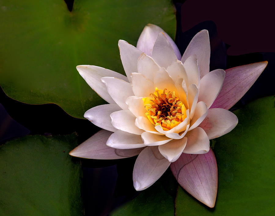 Waterlily Photograph by Floyd Hopper