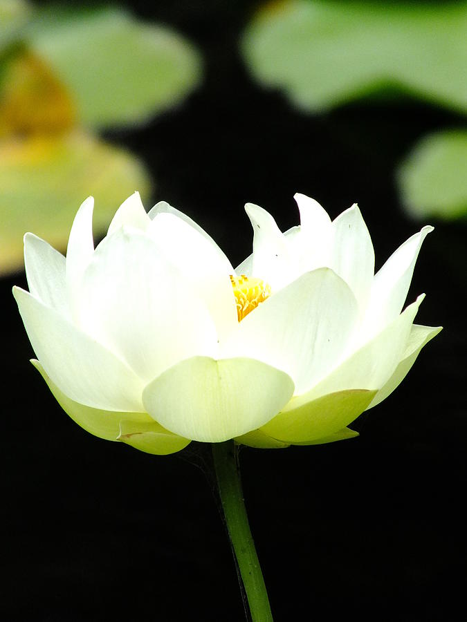 Waterlily Photograph by Guy Pettingell