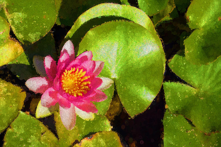 Waterlily - Happy Pink Impression Digital Art by Georgia Mizuleva