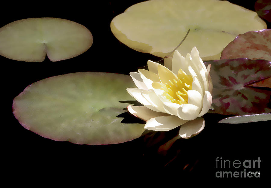 Waterlily I Photograph by Linda Parker