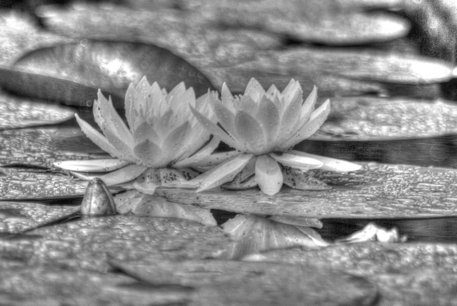 Waterlily in Monochrome 3 Photograph by Dimitry Papkov