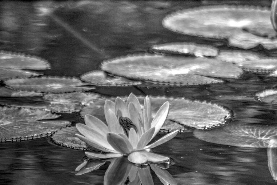 Waterlily in Monochrome Photograph by Dimitry Papkov
