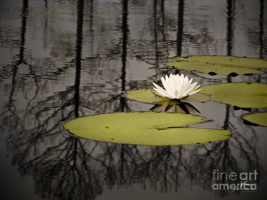 Tree Photograph - Water Lily In The Ocala National  Forest in Florida by Jim Swallow
