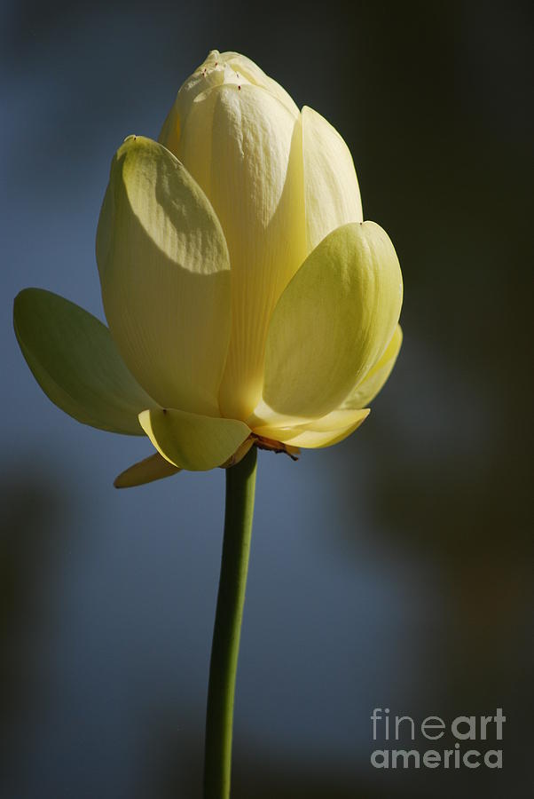 Lily Photograph - Waterlily in Waiting Number One by Heather Kirk