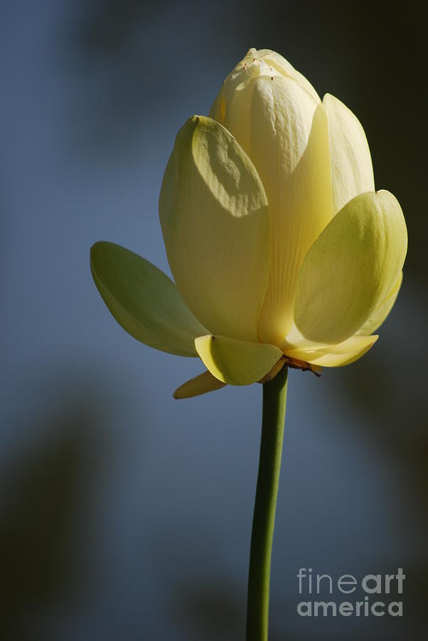 Lily Photograph - Waterlily in Waiting Number Three by Heather Kirk